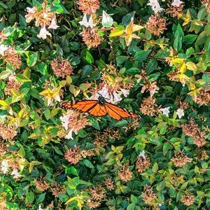 Meet your Posher, Carolyn